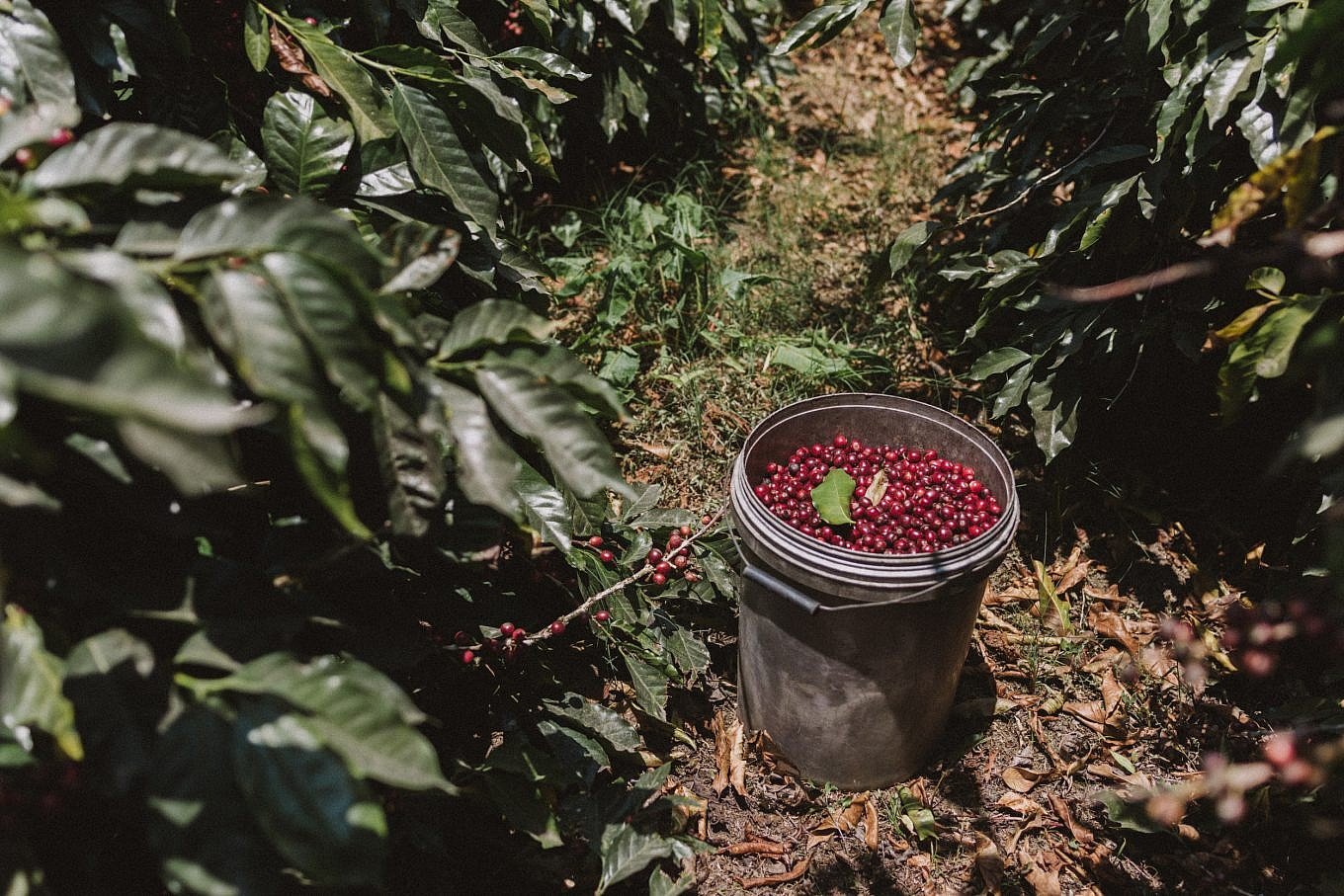 Ecuadorian Coffee - Gessato